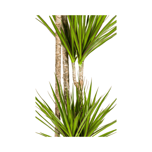 Dracaena Marginata Green Ø27cm - ↕170 - 190cm - Botanic-Vibes