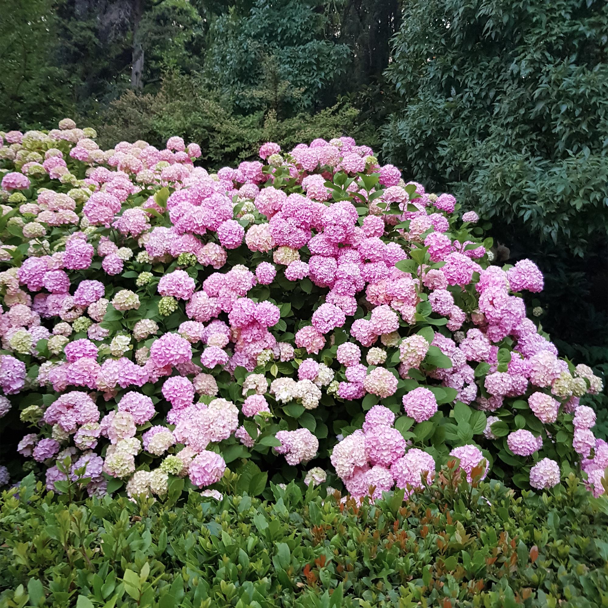 Hortensie, Hydrangea macrophylla Rosa, Blüte Rosa, 1 Pflanze, Laubabwerfend, Wenig Pflege, Topf 17 cm 30 cm