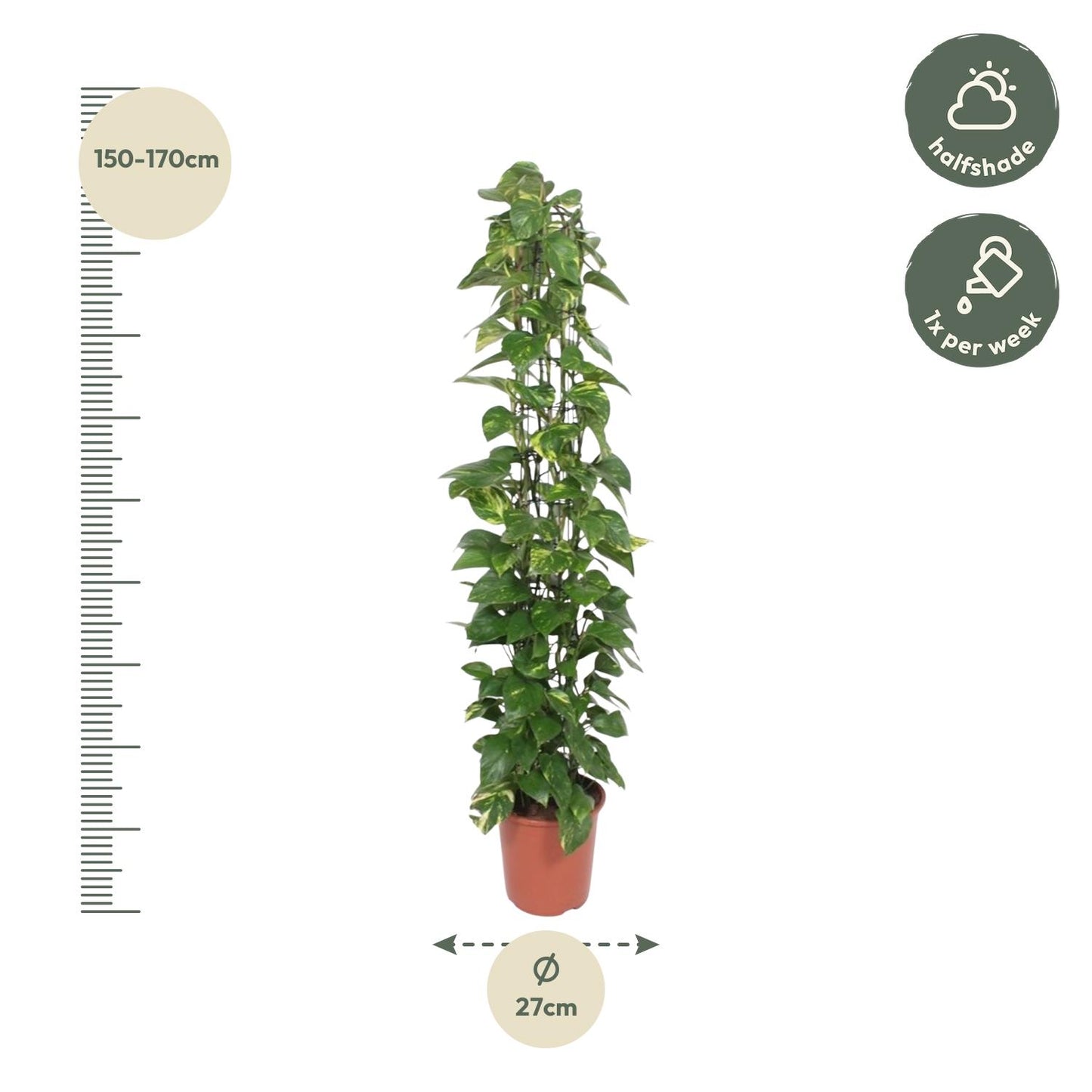 Epipremnum aureum Rankgitter – 160 cm – Ø27