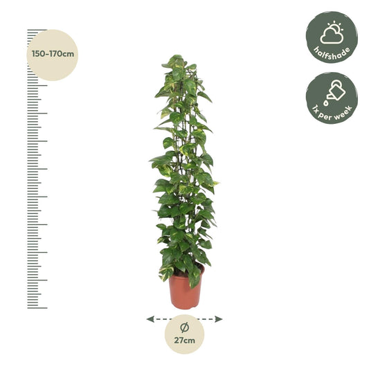 Epipremnum aureum Rankgitter – 160 cm – Ø27