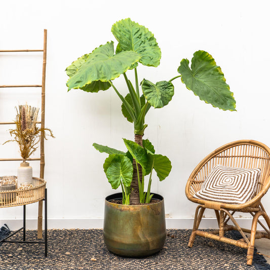 Alocasia Portodora – Einzelstamm – 180 cm