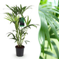 Green boutiQ, Zimmerpflanze, Howea Forsteriana, Kentia Palme, Wenig Pflege, Grün, Topf 19cm, Höhe 80, 85cm