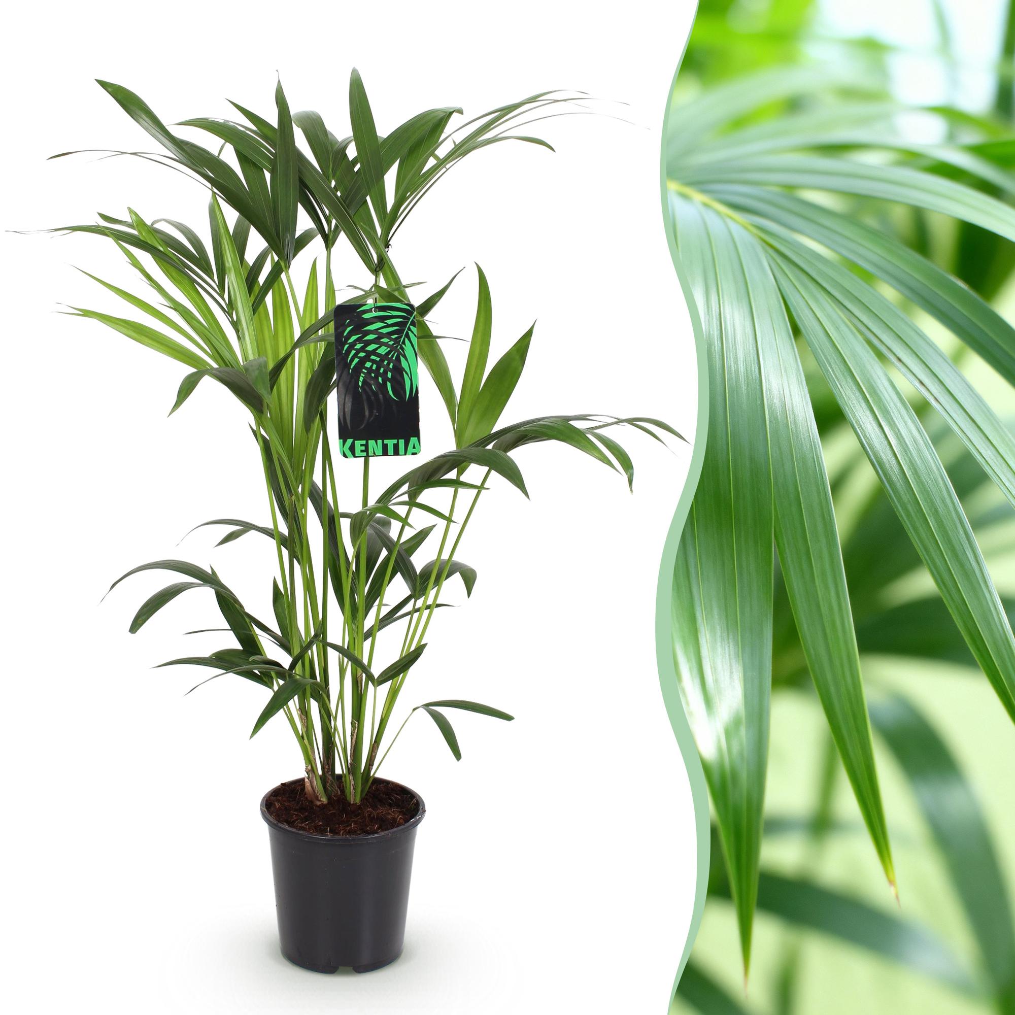 Green boutiQ, Zimmerpflanze, Howea Forsteriana, Kentia Palme, Wenig Pflege, Grün, Topf 19cm, Höhe 80, 85cm