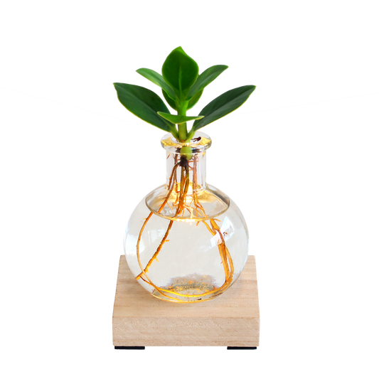 Glowplant – clusia in einer vase mit einer lampe