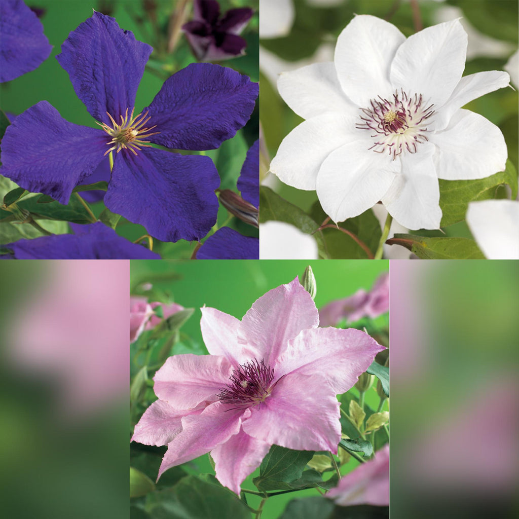 Kletterpflanze, Clematis Tricolour, Blüte Rosa Weiß Lila, Wenig Pflege, 3 Pflanzen, Topf 11 cm 40 cm