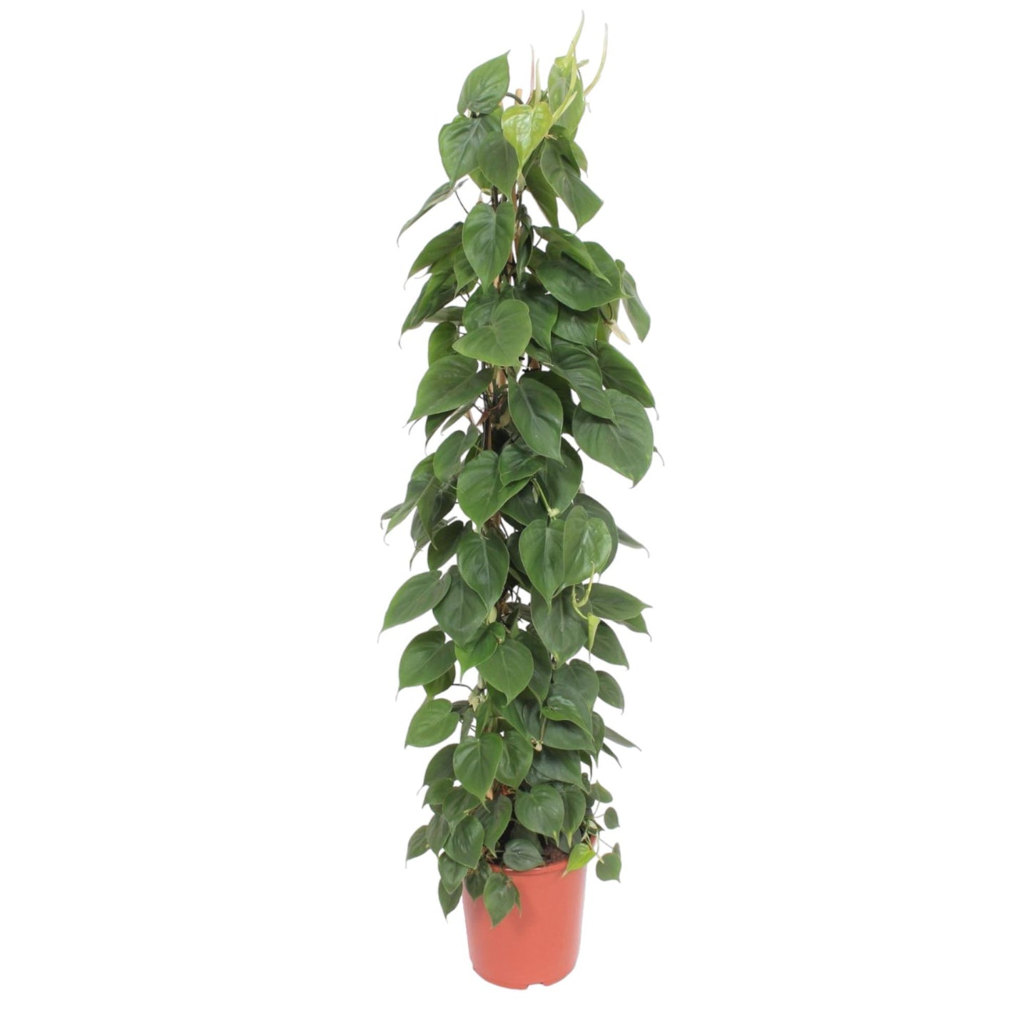 Philodendron scandens – mit Gitter – 150 cm – Ø27
