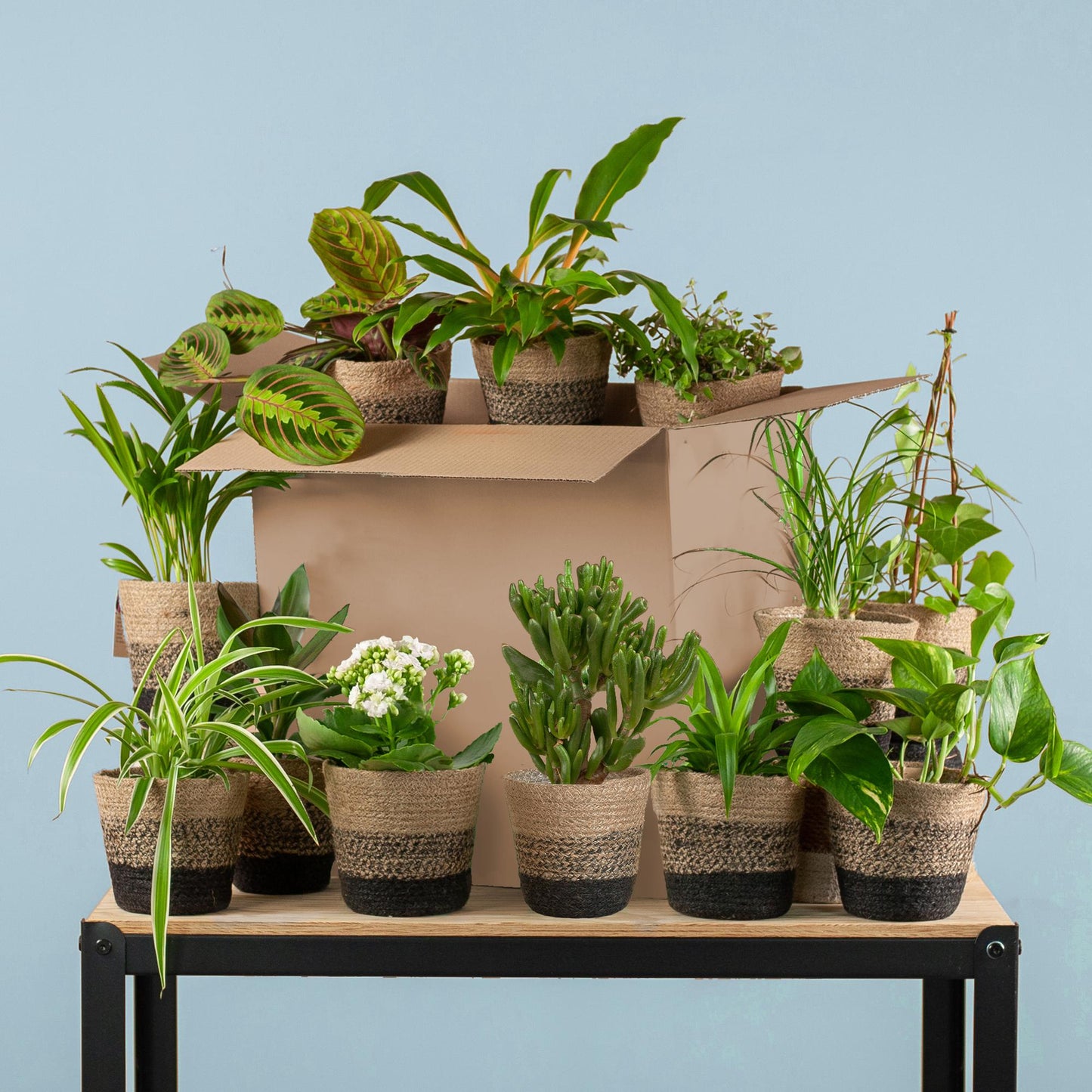 Green misfitbox: zimmerpflanzen 12er set – inkl. 12 × topf lissabon schwarz