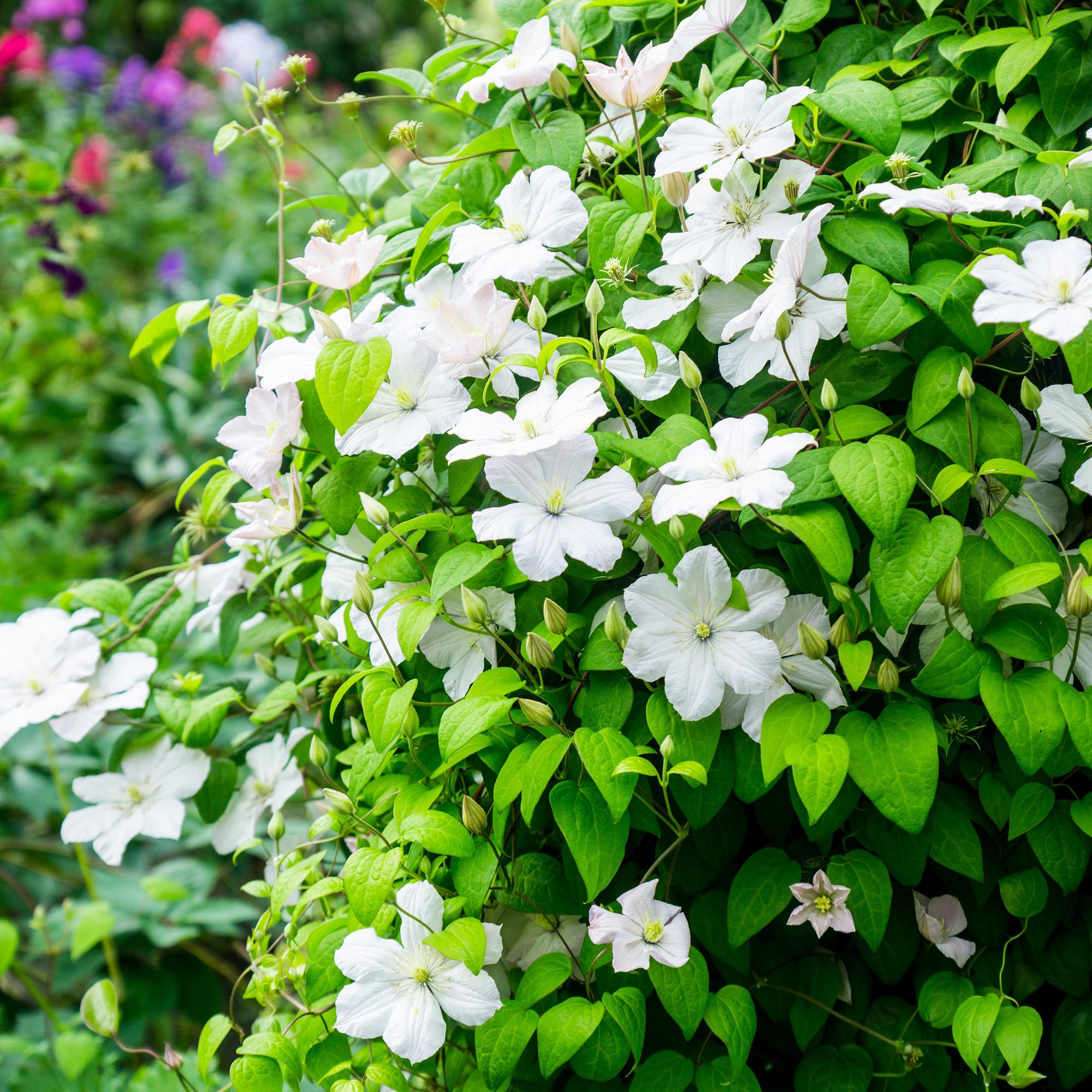 Kletterpflanze, Clematis Madame Le Coultre, blühend weiß, Wenig Pflege, 2 Pflanzen, Topf 11 cm 40 cm