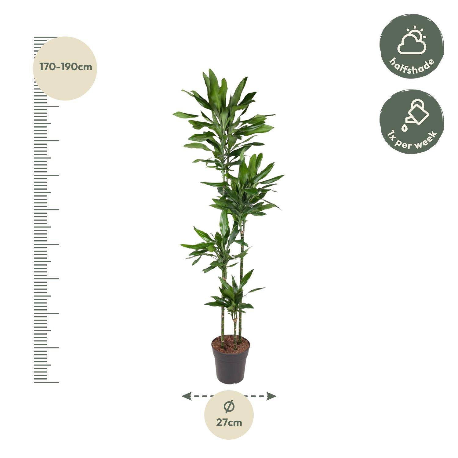Dracaena Janet Lind – 180 cm – Ø27 - Botanic-Vibes