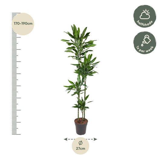 Dracaena Janet Lind – 180 cm – Ø27 - Botanic-Vibes
