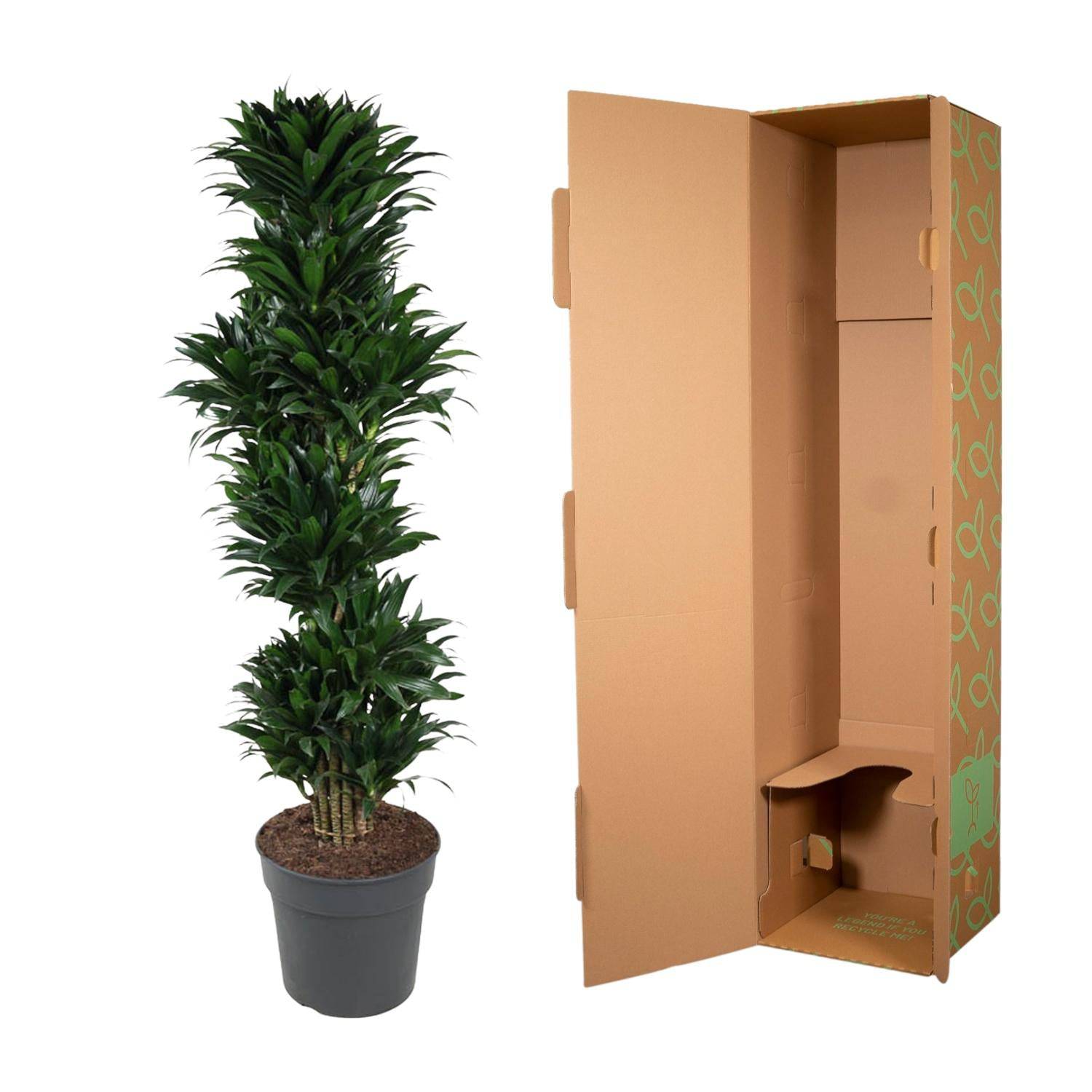 Dracaena compacta verzweigt – 170 cm – ø34 - Botanic-Vibes