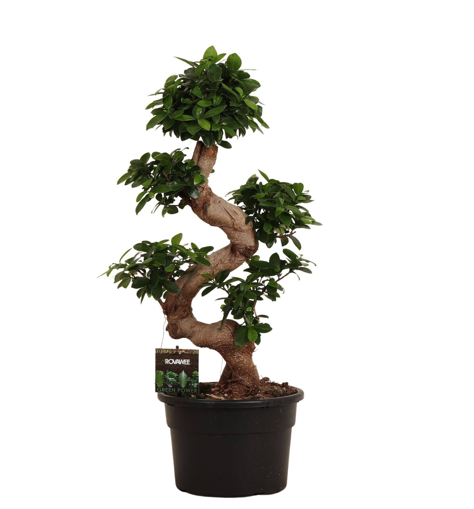 Ficus Microcarpa Ginseng – 80 cm – Ø27 - Botanic-Vibes
