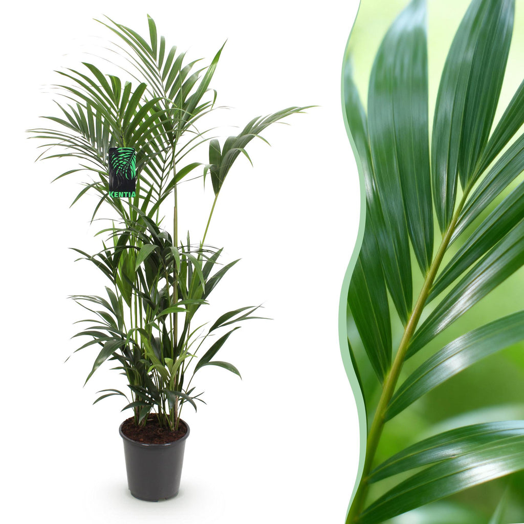 Howea Forsteriana, Kentia-Palme, Pflegeleicht, Grün, 1 Pflanze, Topf 27 cm, 160-170 cm