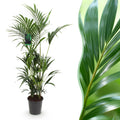 Howea Forsteriana, Kentia-Palme, Pflegeleicht, Grün, 1 Pflanze, Topf 27 cm, 160-170 cm