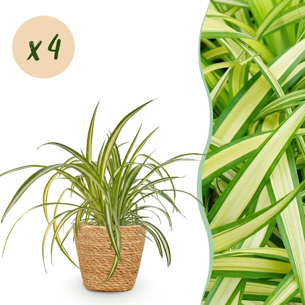 Green boutiQ, Zimmerpflanze, Chlorophytum comosum Variegatum, Bunte Graslilie, Haustierfreundliche Pflanze, Grün, Topf 12cm, Höhe 20cm