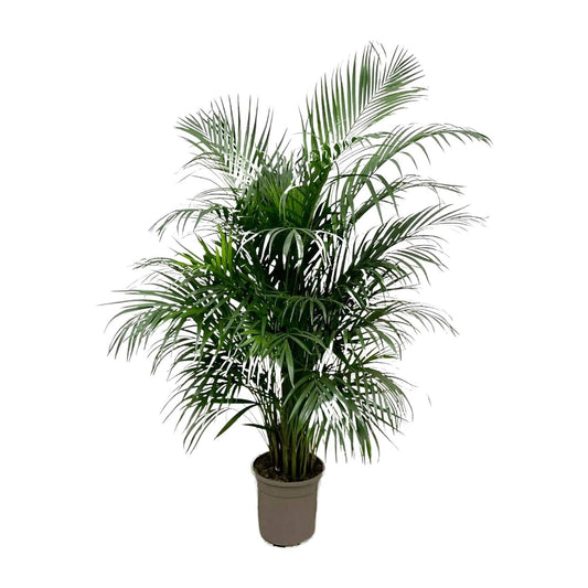 Dypsis lutescens (Areca-Palme) – 150 cm – Ø24 - Botanic-Vibes