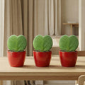 Sweetheart Pflanze Set (Hoya Kerrii ), 3x Topf & Pflanze, Rood