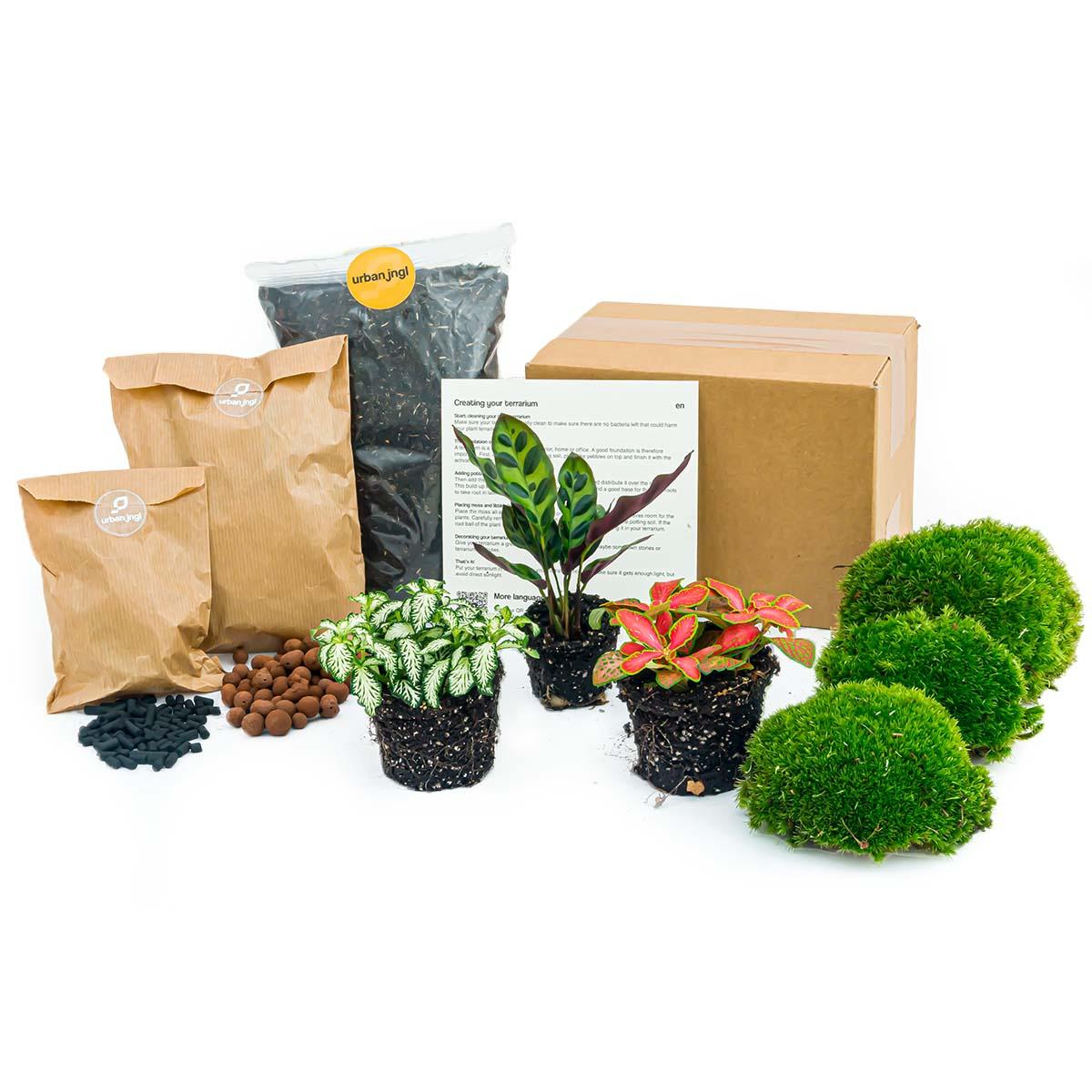 Terrarium-Set – Calathea Lancifolia – Nachfüllung & Starterset – DIY