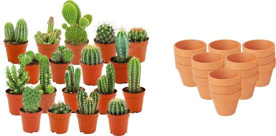 Mini Kakteen Mix, 18 Stück, Ø8 cm,1 cm, 5-10 cm, Terrakottatöpfe