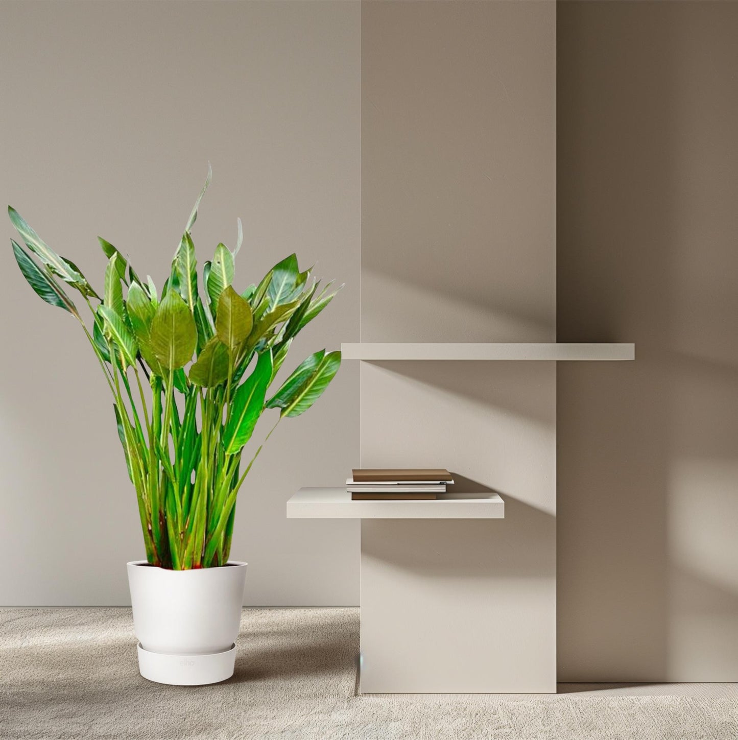 Strelitzia reginae xl – 160cm – Ø30