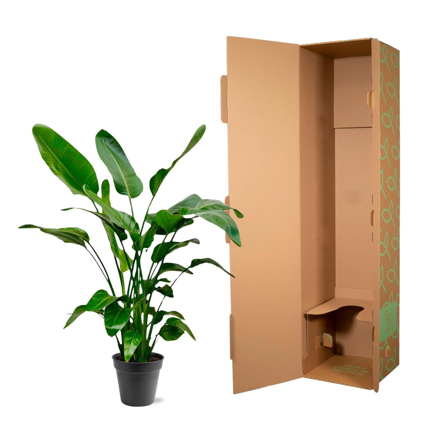 Strelitzia nicolai – 140 – 150cm – Ø24