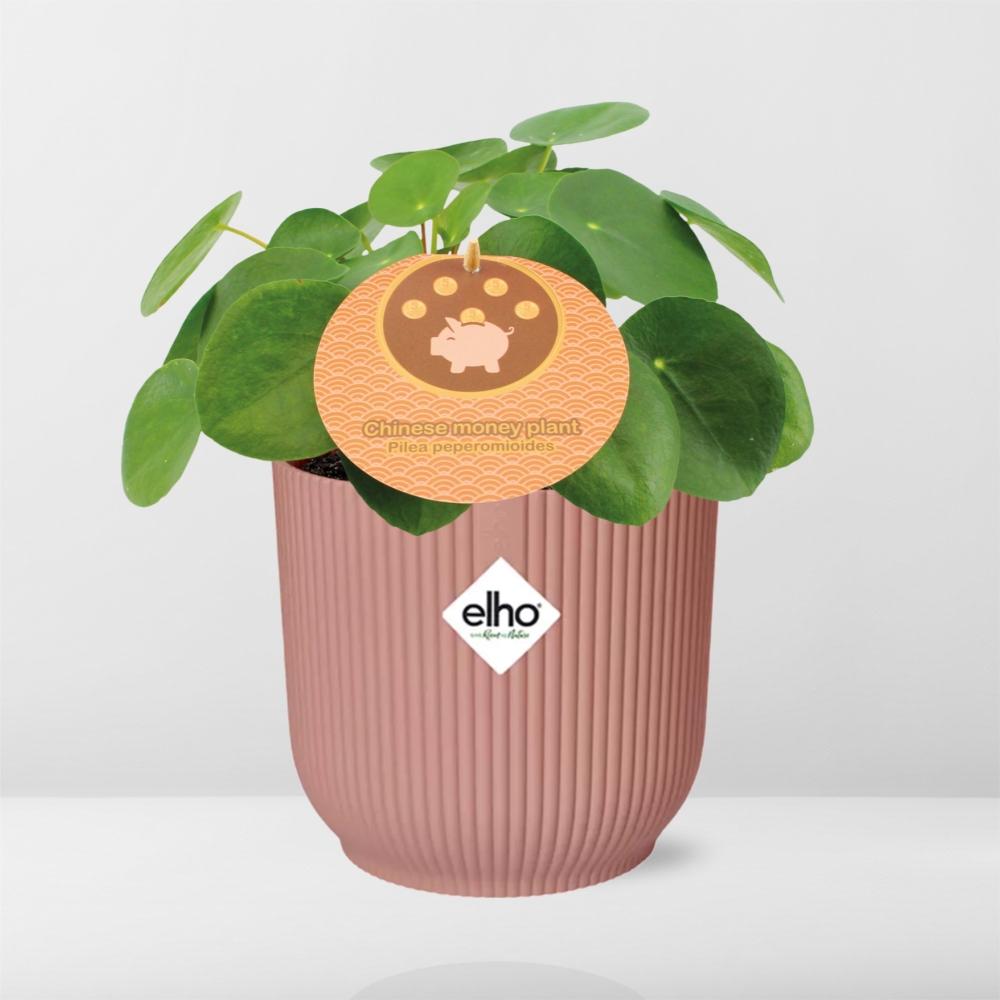 Mother's Day, Pilea Peperomioides 12 cm im ELHO Vibes Fold, 14 cm, rosa