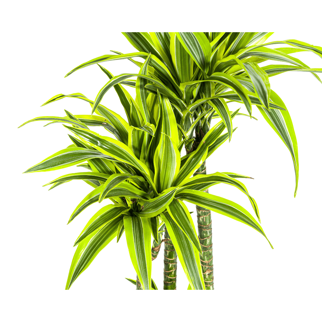 Dracaena Deremensis Lemon Lime Ø27cm - ↕170 - 190cm - Botanic-Vibes