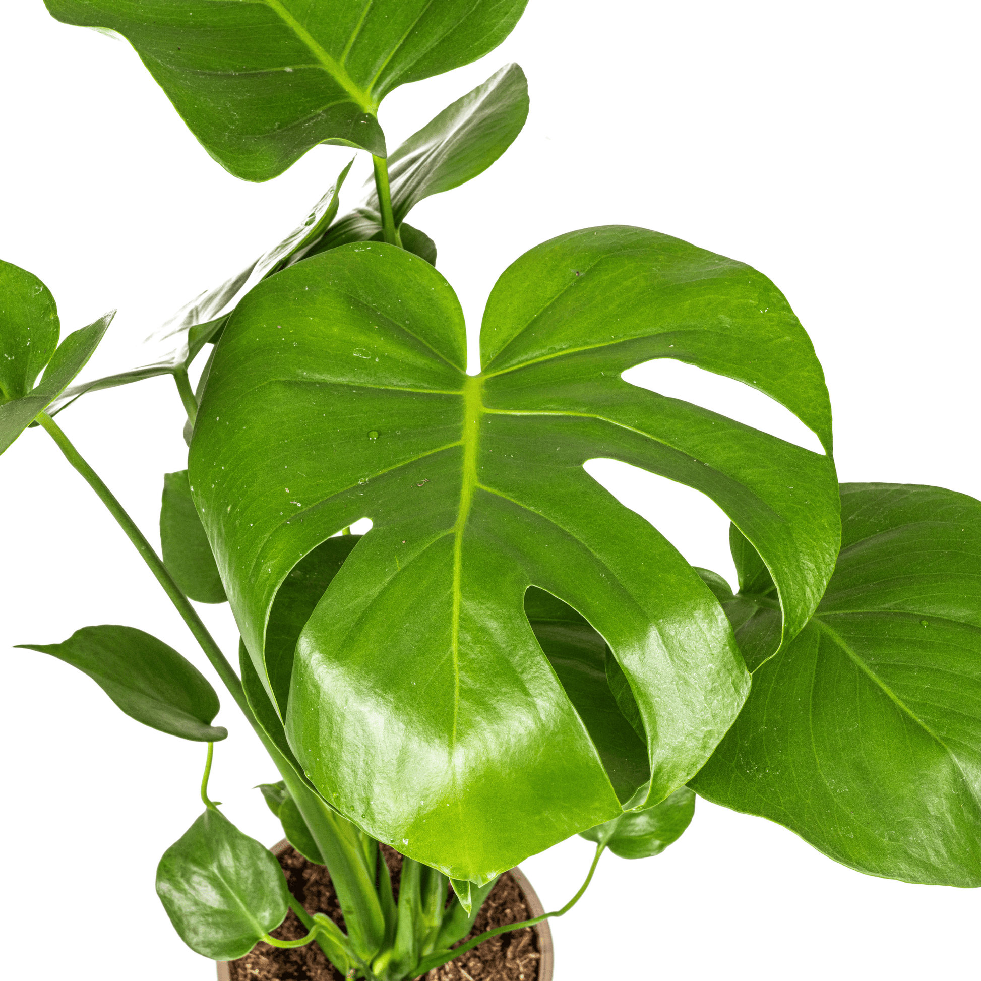 Monstera Deliciosa Tauerii Ø17cm - ↕50 - 70cm - Botanic-Vibes
