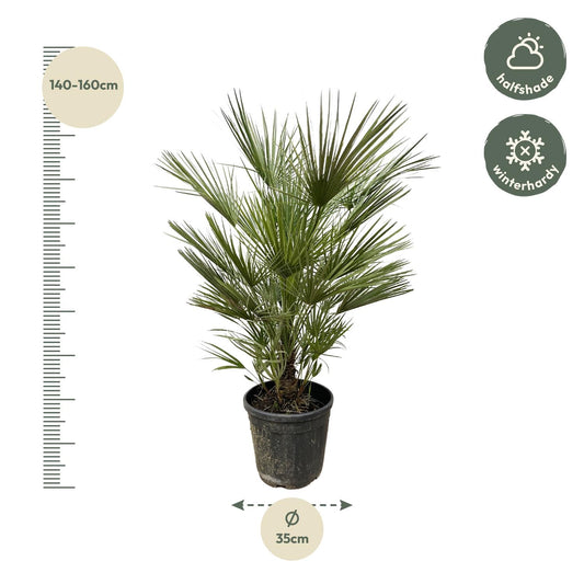 Chamaerops humilis – 150 cm – Ø30