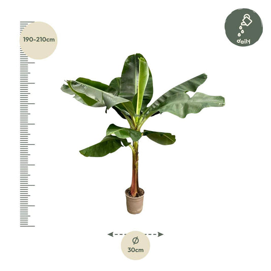 Bananenplant (Musa) - 200 cm - ø30 - Botanic-Vibes