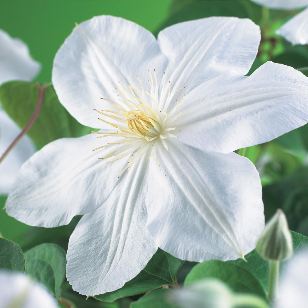 Kletterpflanze, Clematis Madame Le Coultre, blühend weiß, Wenig Pflege, 2 Pflanzen, Topf 11 cm 40 cm