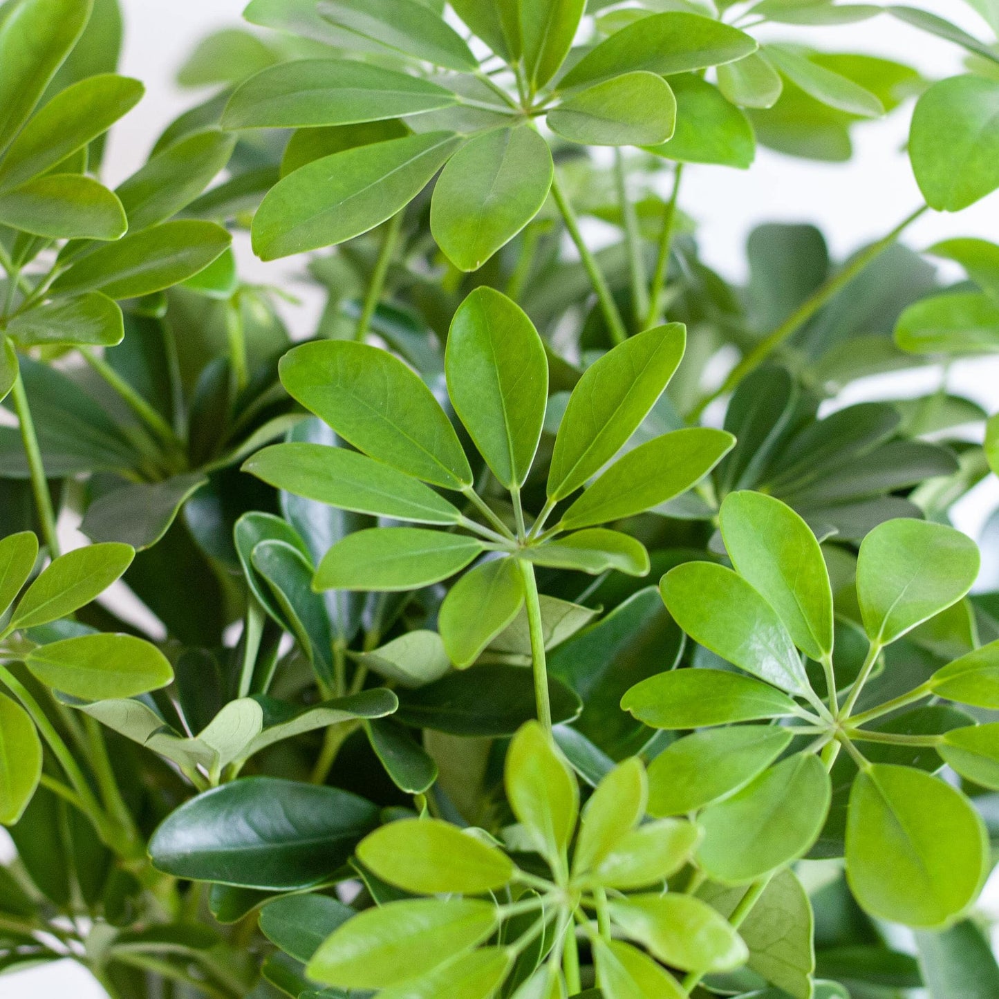 Schefflera Arab Nora mit Viber grau – 70 cm – Ø21 - Botanic-Vibes