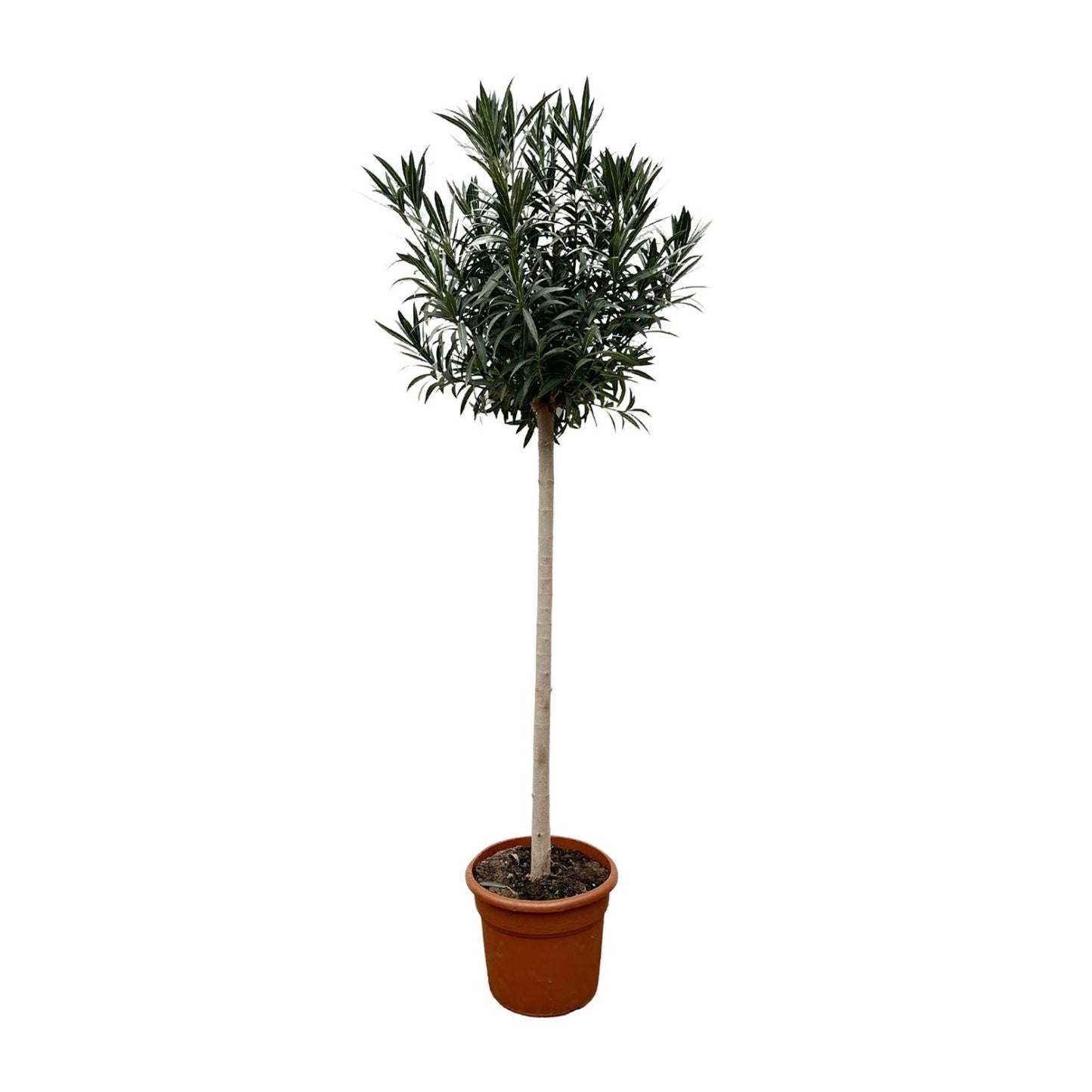 Nerium oleander auf Stamm mit weißer Blüte – 170 cm – Ø40