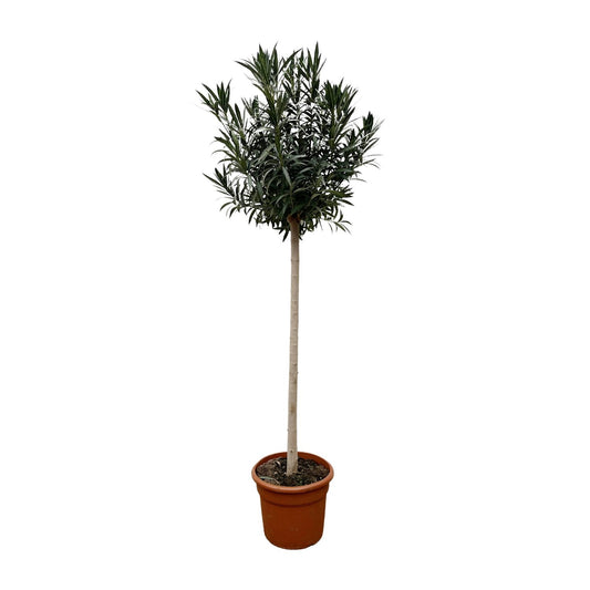 Nerium oleander auf Stamm mit weißer Blüte – 170 cm – Ø40