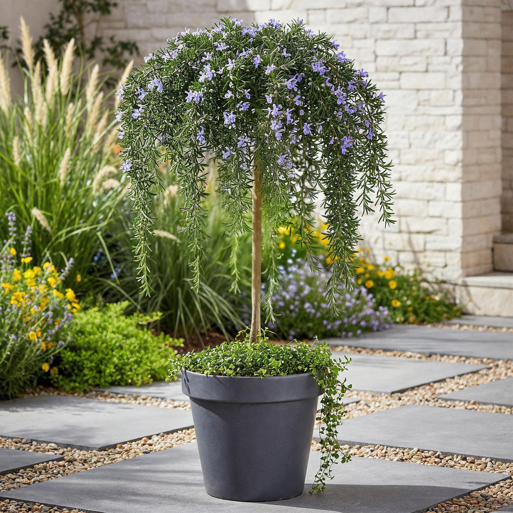 Stamm-Pflanze, Rosmarinus officinalis Prostratus, Terrassenpflanze, Immergrün, Winterhart, Lila Blüte, Topf 19 cm 90 cm