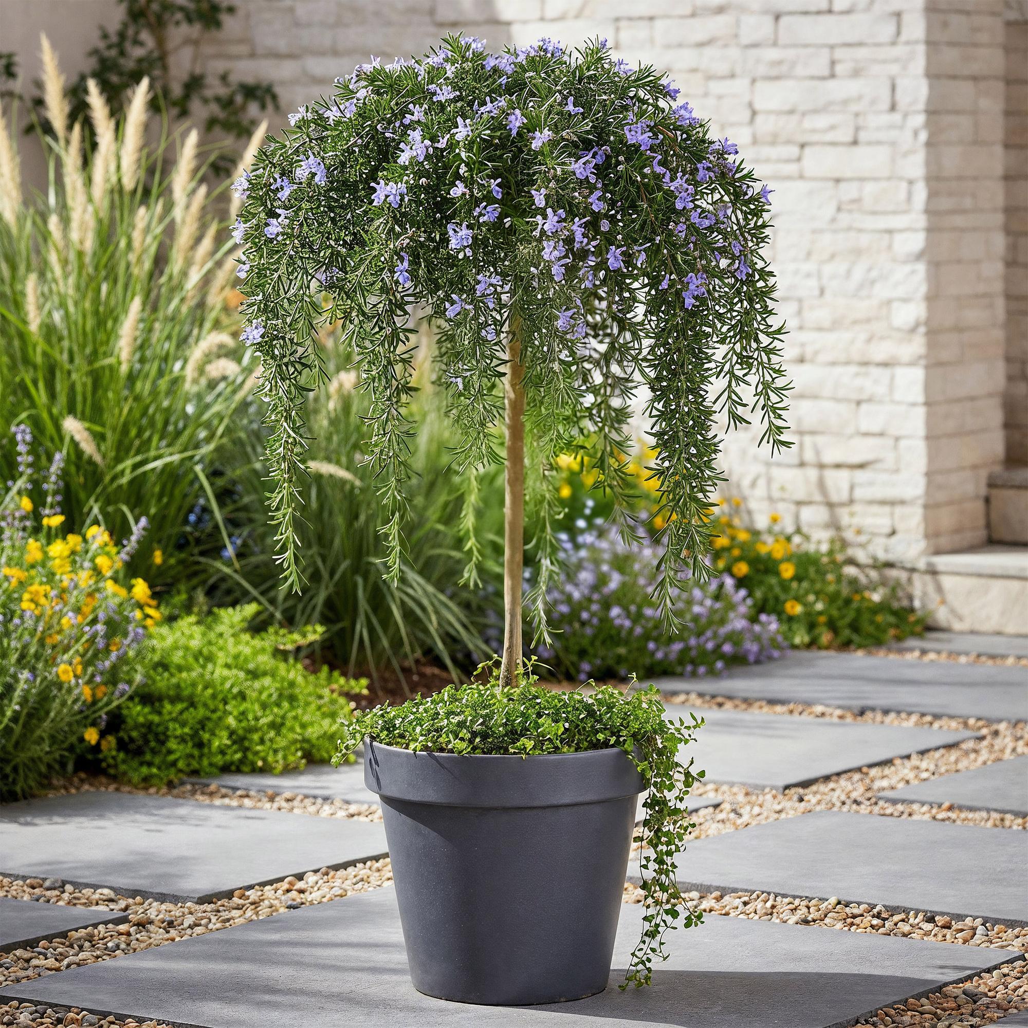 Stamm-Pflanze, Rosmarinus officinalis Prostratus, Terrassenpflanze, Immergrün, Winterhart, Lila Blüte, Topf 19 cm 90 cm