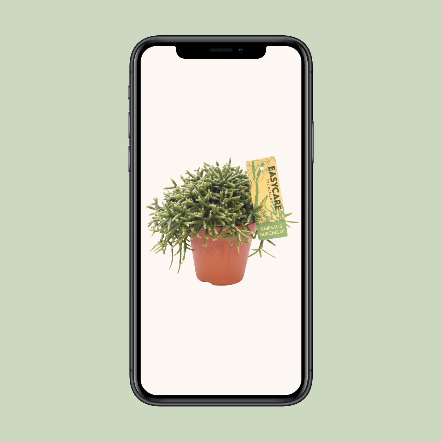 Rhipsalis Burchellii, Ø12 cm Höhe 20