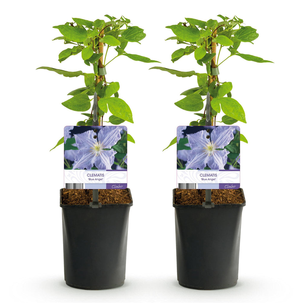 Kletterpflanze, Clematis Blau Angel, Blüte Licht Blau, Wenig Pflege, 2 Pflanzen, Topf 11 cm 40 cm
