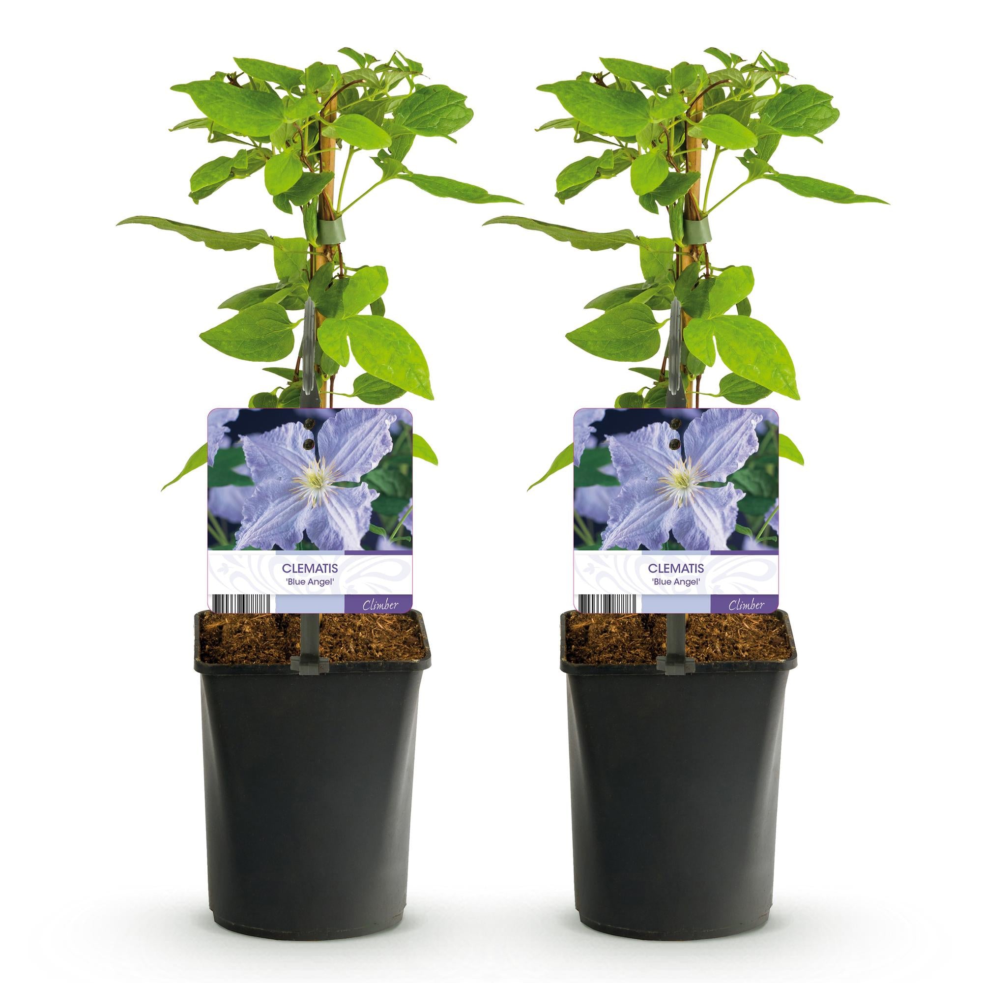 Kletterpflanze, Clematis Blau Angel, Blüte Licht Blau, Wenig Pflege, 2 Pflanzen, Topf 11 cm 40 cm