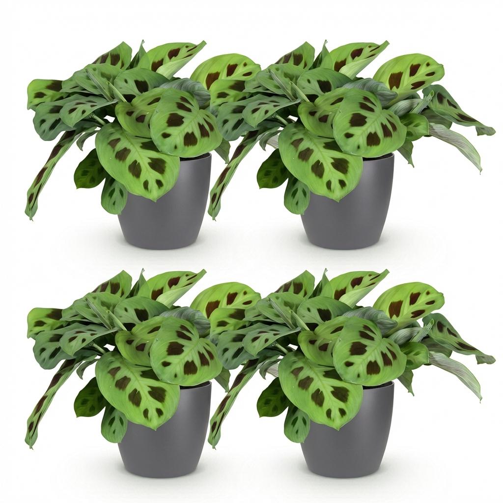 Green boutiQ, Zimmerpflanze, Maranta Fascinator Kerchoveana, Zebrapflanze, Haustierfreundliche Pflanze, Grün, Topf 12cm, Höhe 25cm
