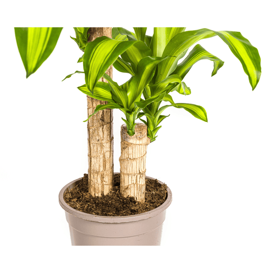Dracaena Fragrans Massangeana Ø19cm - ↕70 - 90cm - Botanic-Vibes