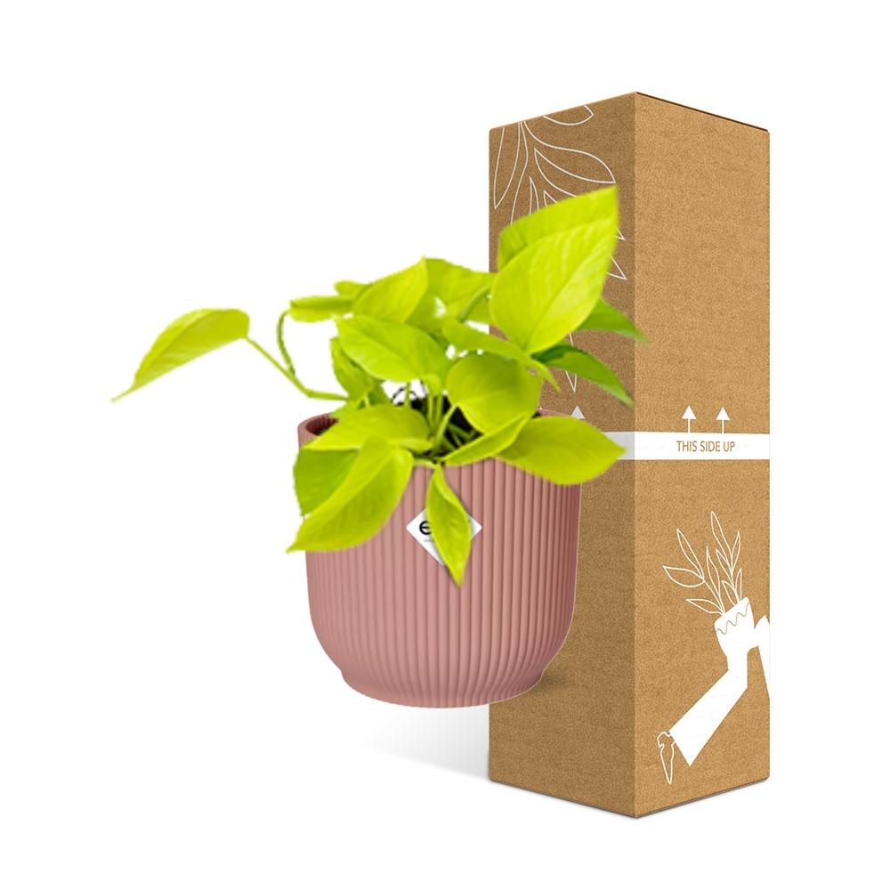 Epipremnum Pinnatum ‘Golden Pothos’ im ELHO Vibes Fold, 14 cm, rosa