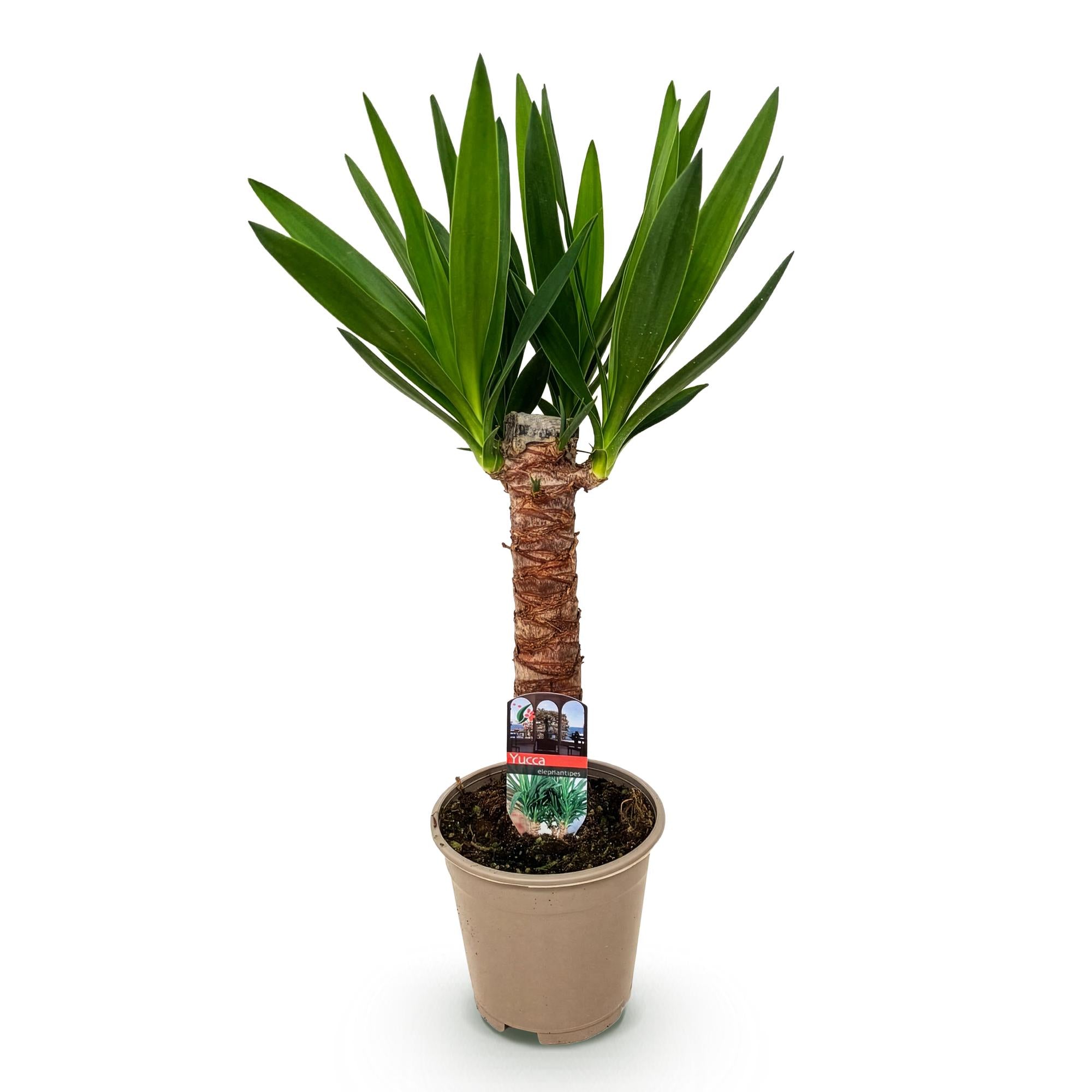 Yucca elephantipes, Yucca, Wenig Pflege, Grün, 1, Topf 14 cm, 55 cm