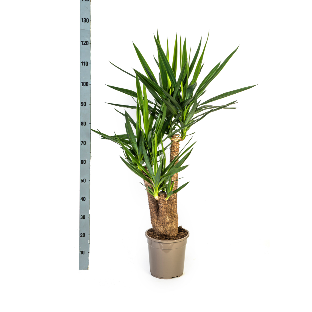Yucca Elephantipes Verzweigt mit Korb Ø24 cm, 80-100 cm