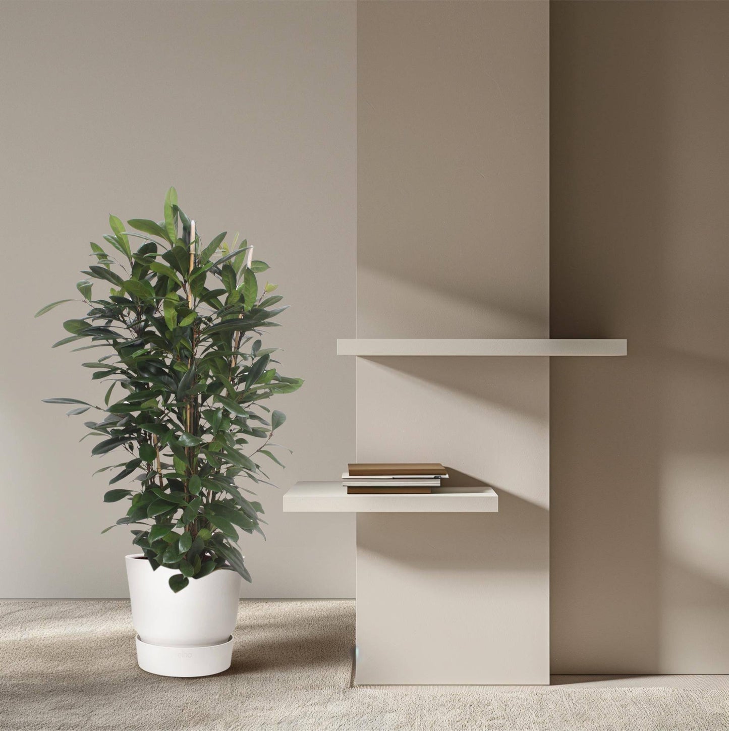 Ficus cyathistipula Strauch – 180 cm – Ø34 - Botanic-Vibes
