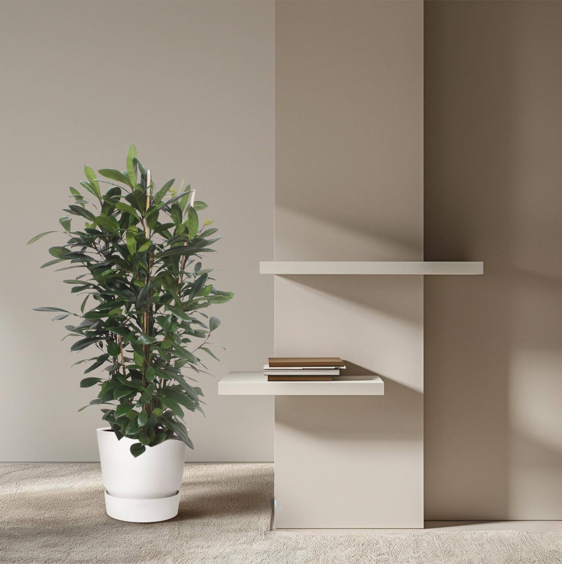 Ficus cyathistipula Strauch – 180 cm – Ø34 - Botanic-Vibes
