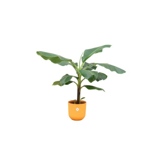 Combi deal - Bananenpflanze (Musa) inklusive elho Jazz Round Gelb Ø23 – 100 cm