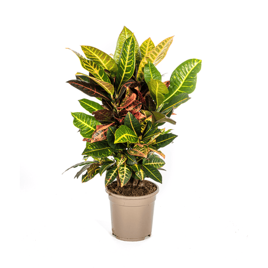 Codiaeum 'Croton' Petra Ø17cm - ↕40 - 60cm - Botanic-Vibes