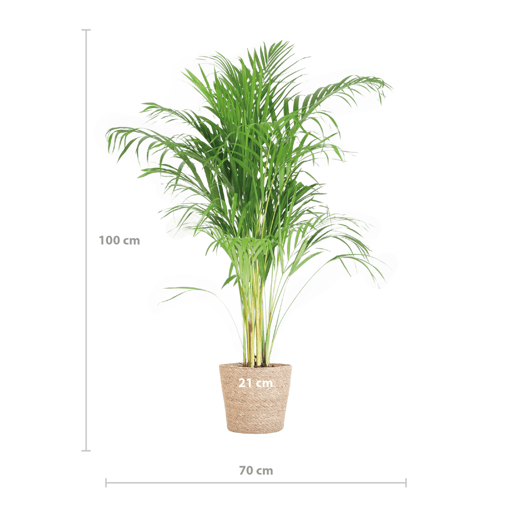 Areca Palm (Dypsis) mit Sofia-Korb natur - 100cm - Ø21 - Botanic-Vibes