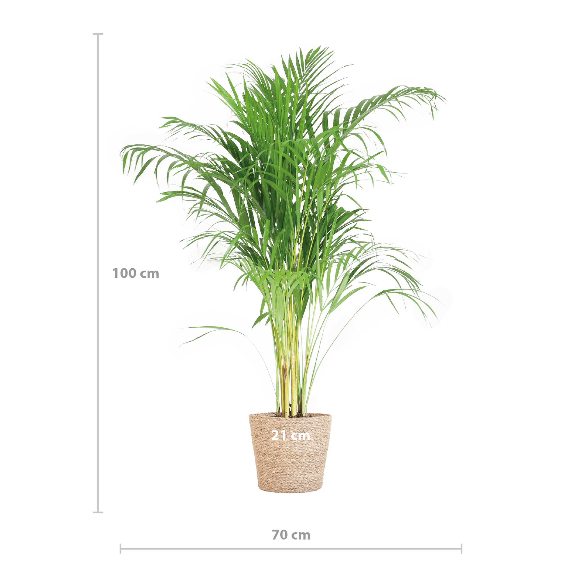 Areca Palm (Dypsis) mit Sofia-Korb natur - 100cm - Ø21 - Botanic-Vibes